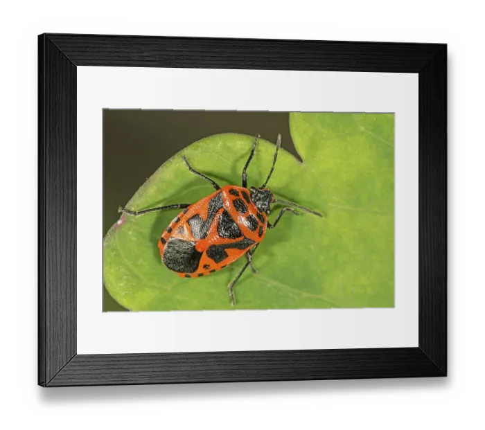 Framed Print : Red and black shield bug (Eurydema dominulus) on leaf Framed Print : Red and black shield bug (Eurydema dominulus) on leaf