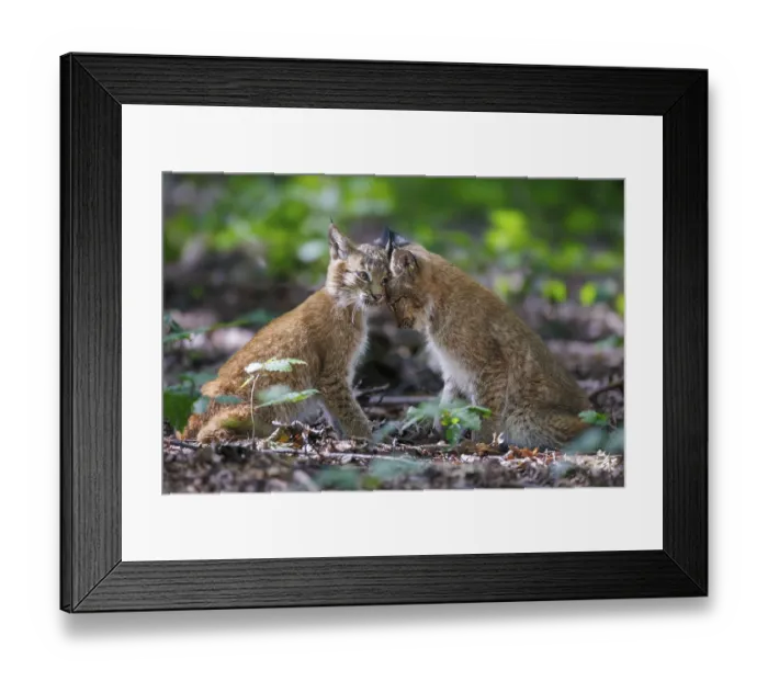 Framed Print : Lynxes (Lynx lynx), Germany, Europe