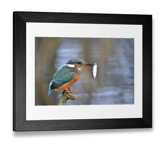 Framed Print : Common kingfisher (Alcedo atthis) fishing