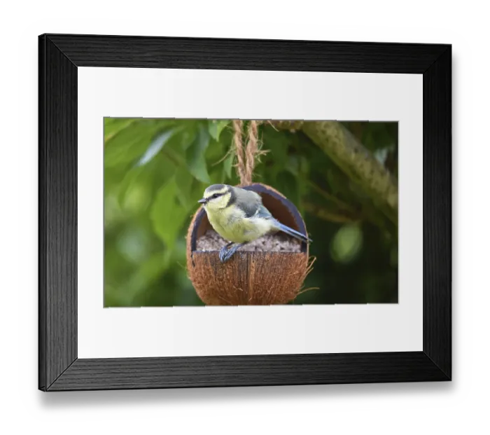 Framed Print : Young blue tit eating shelled sunflower seeds from a coconut