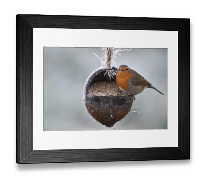 Framed Print : Robin, (Erithacus rubecula) eats sunflower seeds from a coconut in frosty weather