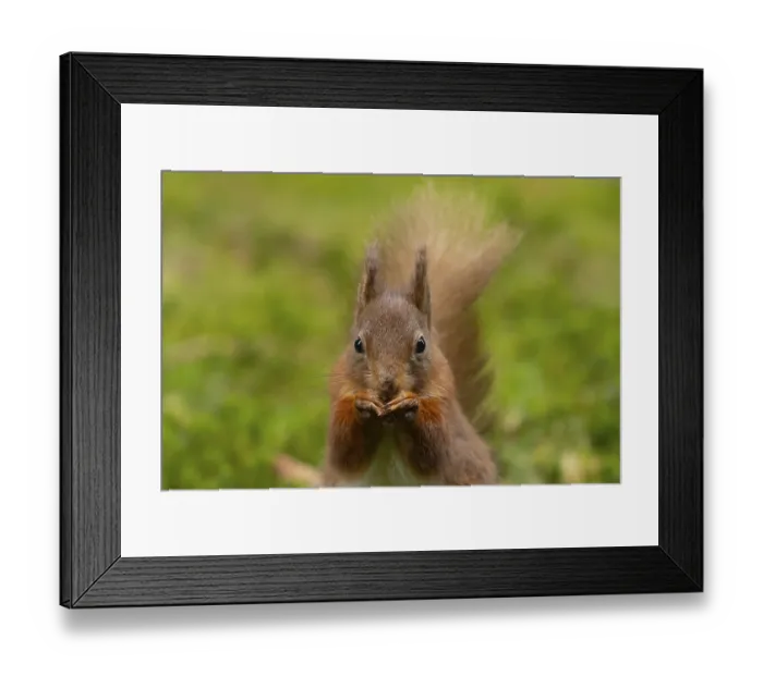 Framed Print : Red squirrel (Sciurus vulgaris) adult animal eating a nut