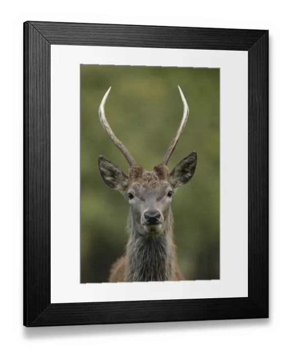 Framed Print : Red deer (Cervus elaphus) juvenile young stag animal portrait