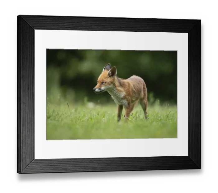 Framed Print : Red fox (Vulpes vulpes) adult animal standing in grassland in the summer