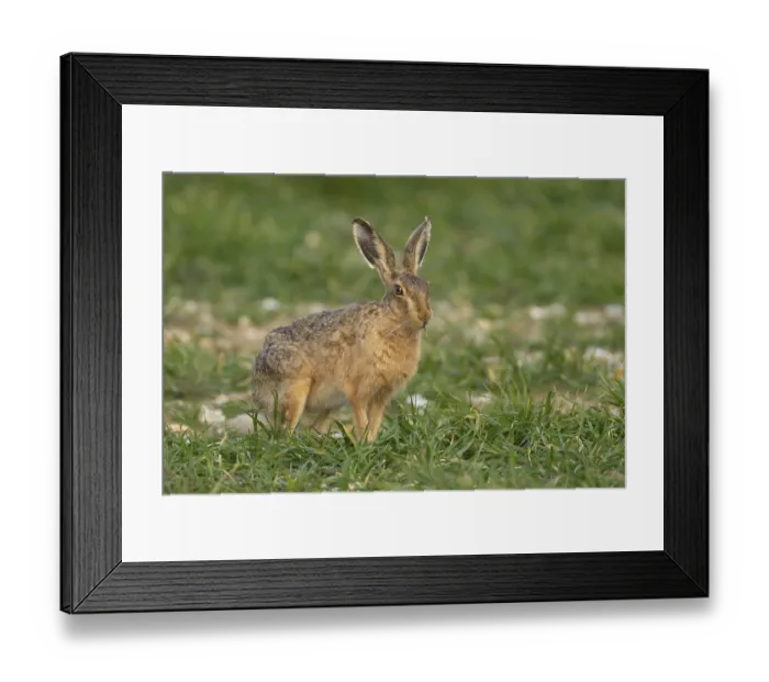 Framed Print : European brown hare (Lepus europaeus) adult animal feeding in a farmland cereal field