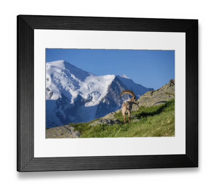 Framed Print : Alpine ibex (Capra ibex), adult male