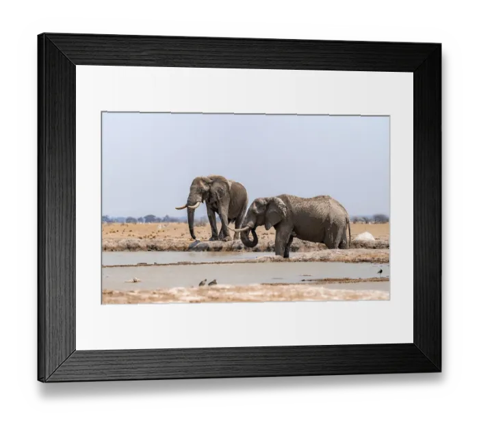 Framed Print : African elephant (Loxodonta africana)