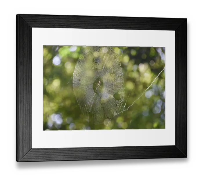 Framed Print : Spider web with spider in backlight in front of green leaves