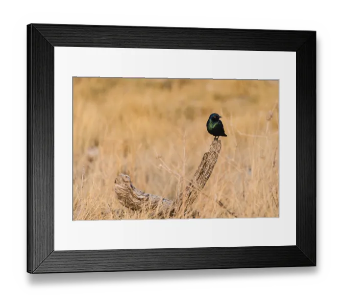 Framed Print : Cape Starling (Lamprotornis nitens)