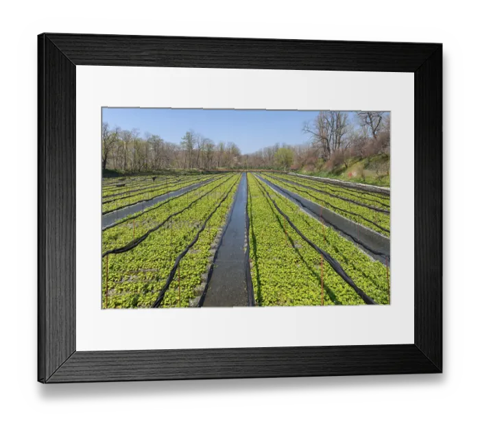 Framed Print : Rows of Wasabi plants in water Framed Print : Rows of Wasabi plants in water