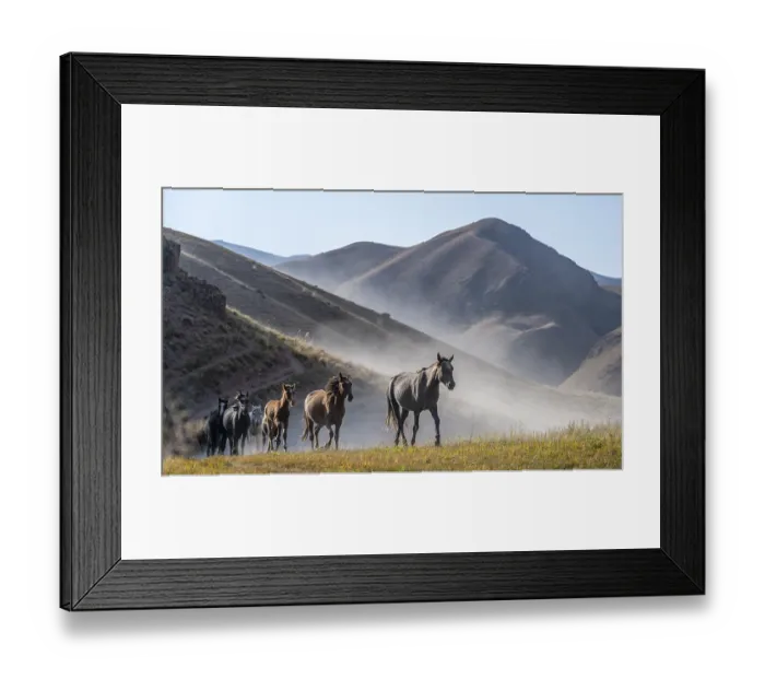 Framed Print : Herd of horses galloping over a hill and raising dust