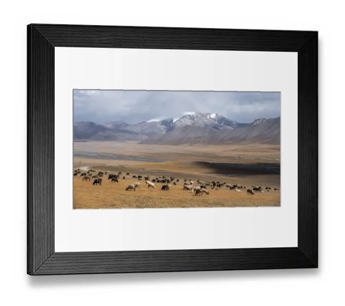 Framed Print : Herd of sheep, dramatic high mountains Framed Print : Herd of sheep, dramatic high mountains