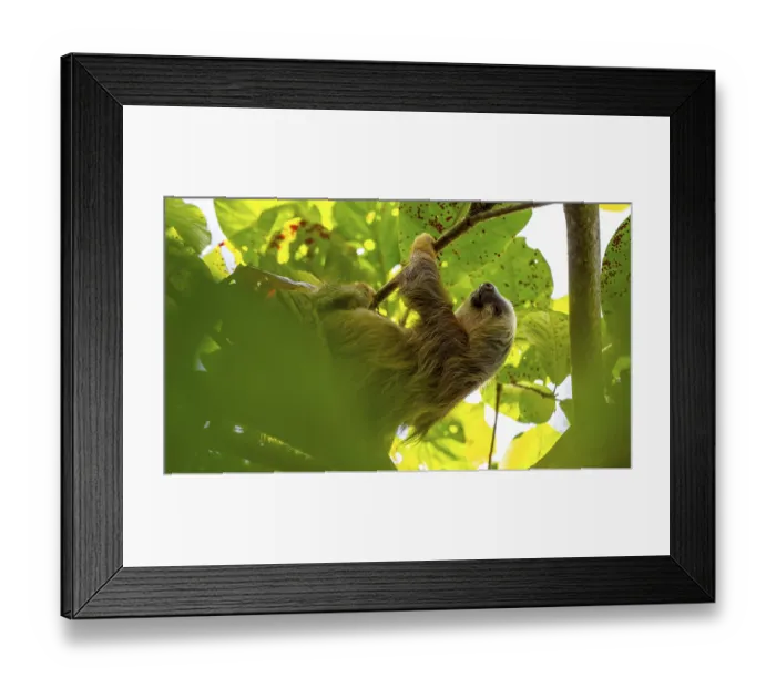 Framed Print : Hoffmann's two-toed sloth (Choloepus hoffmanni) on a branch