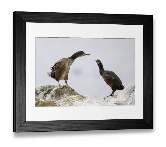 Framed Print : Common shag (Phalacrocorax aristotelis) Framed Print : Common shag (Phalacrocorax aristotelis)