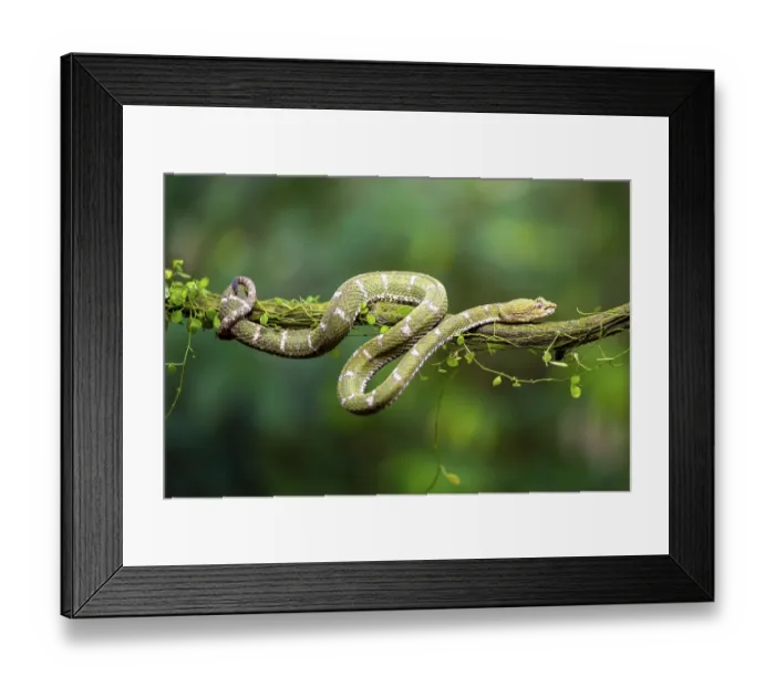 Framed Print : Griffin-tailed lance adder (Bothriechis schlegelii)