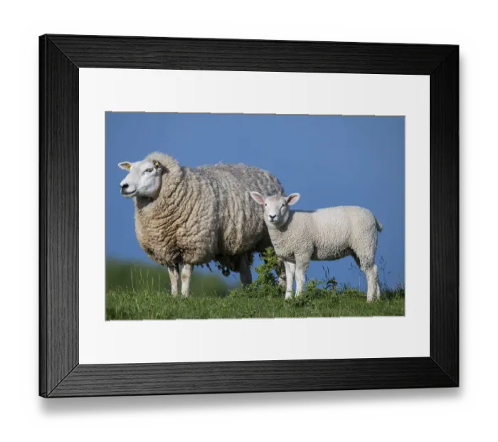 Framed Print : Ewe with lamb on the dyke, Hauke-Haien-Koog Framed Print : Ewe with lamb on the dyke, Hauke-Haien-Koog
