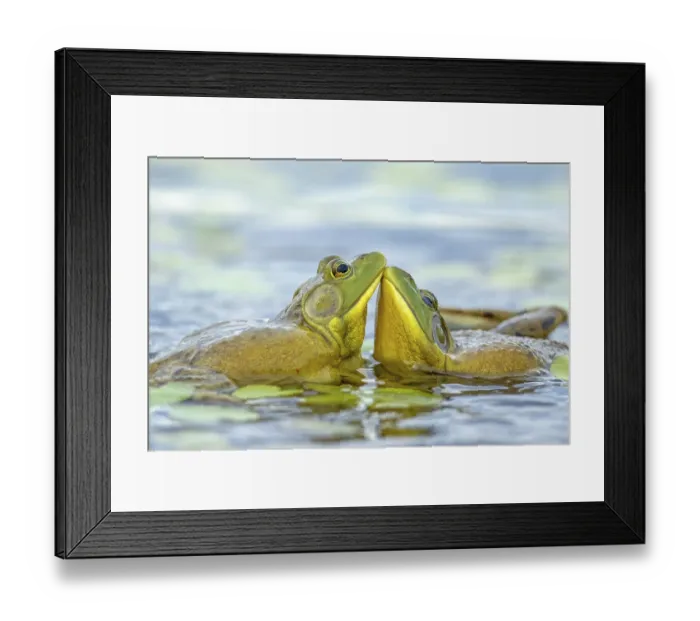 Framed Print : Bull frogs Lithobates catesbeianus Framed Print : Bull frogs Lithobates catesbeianus