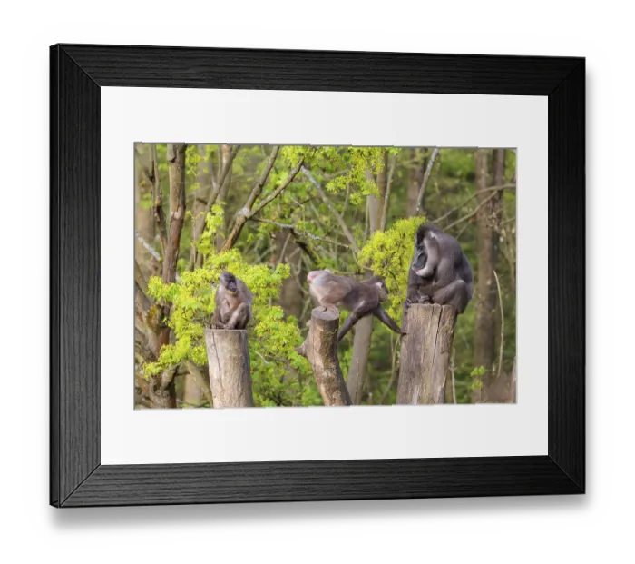 Framed Print : Three Drills (Mandrillus leucophaeus) Framed Print : Three Drills (Mandrillus leucophaeus)