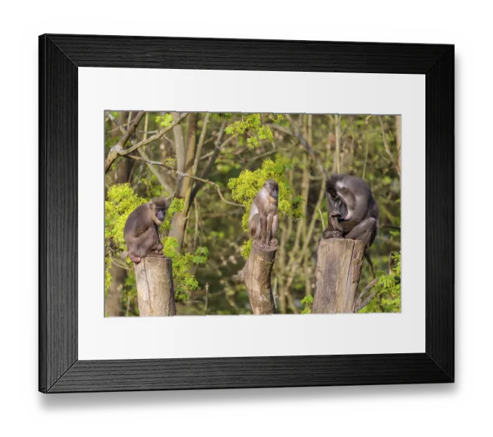 Framed Print : Three Drills (Mandrillus leucophaeus)