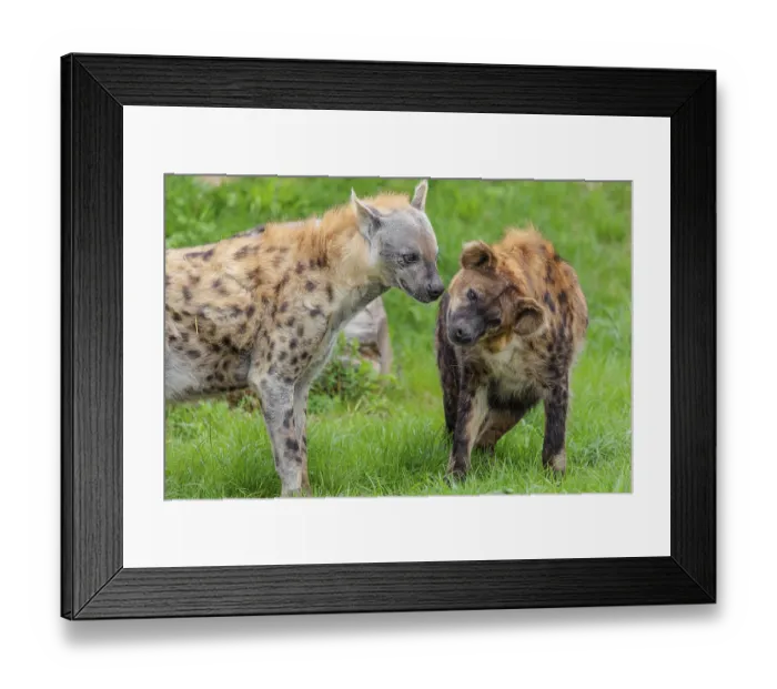 Framed Print : Two adult spotted hyenas (Crocuta crocuta)