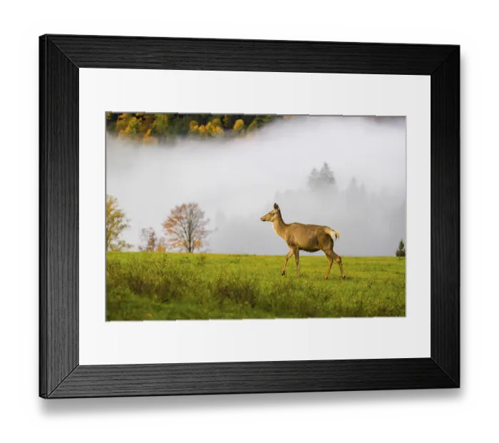 Framed Print : An Altai maral hind