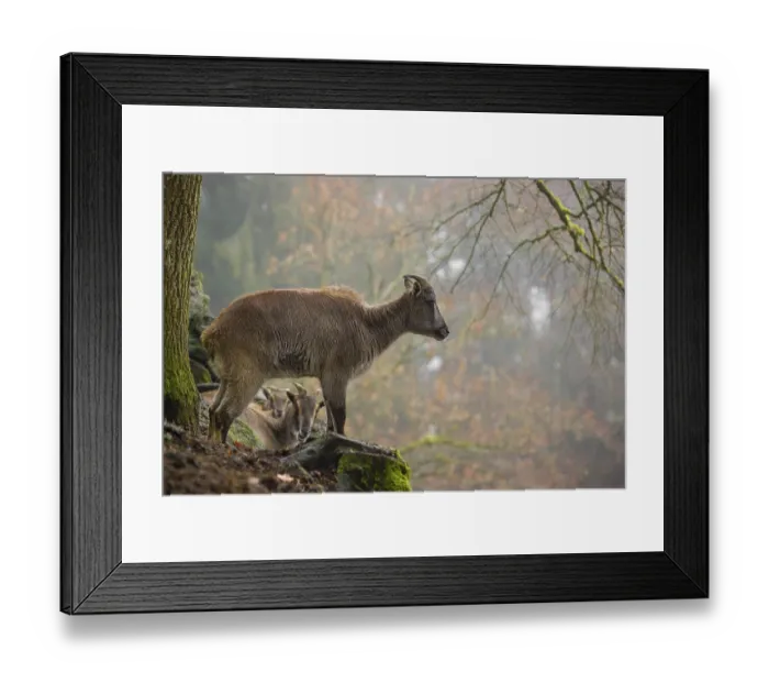 Framed Print : A female Himalayan Tahr (Hemitragus jemlahicus) stands in the forest on a foggy day