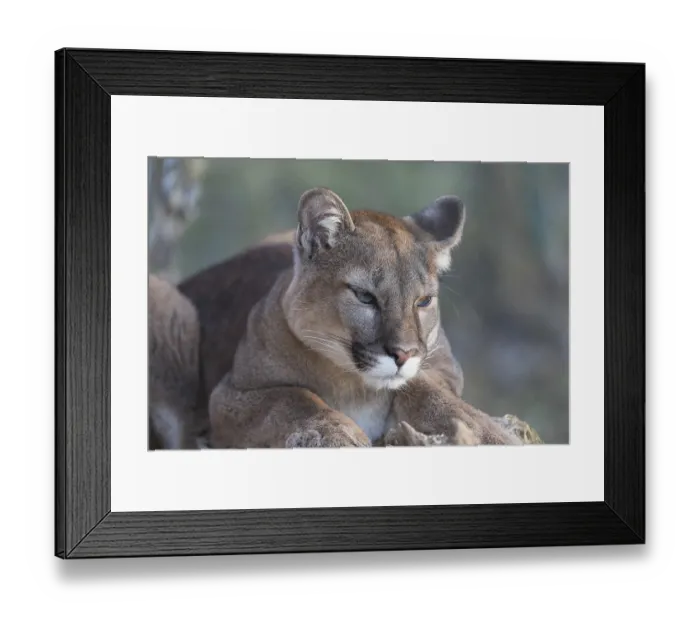 Framed Print : Young adult cougar, Puma concolor Framed Print : Young adult cougar, Puma concolor