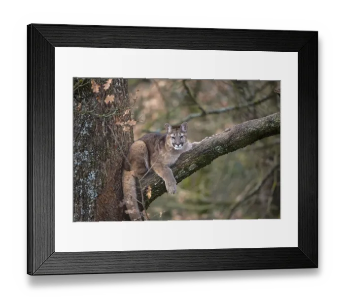 Framed Print : One young adult cougar, Puma concolor
