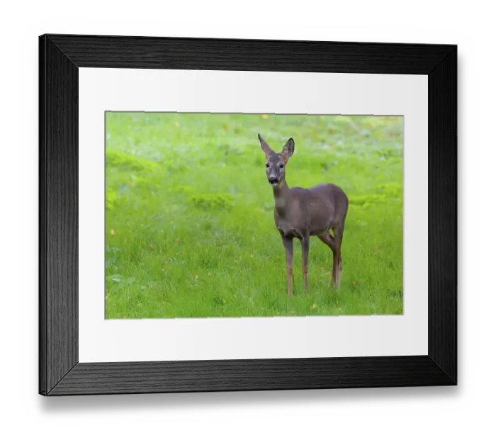 Framed Print : A female roe deer (Capreolus capreolus) stands in a green meadow on a cloudy day