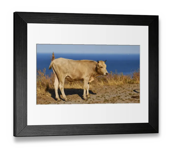 Framed Print : A cow stands on a cliff overlooking the sea and casts a clear shadow