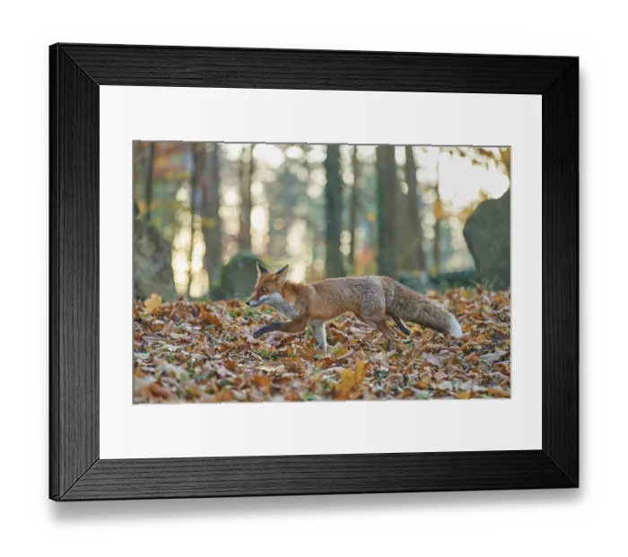 Framed Print : Red fox (Vulpes vulpes), running in a Jewish cemetery Framed Print : Red fox (Vulpes vulpes), running in a Jewish cemetery