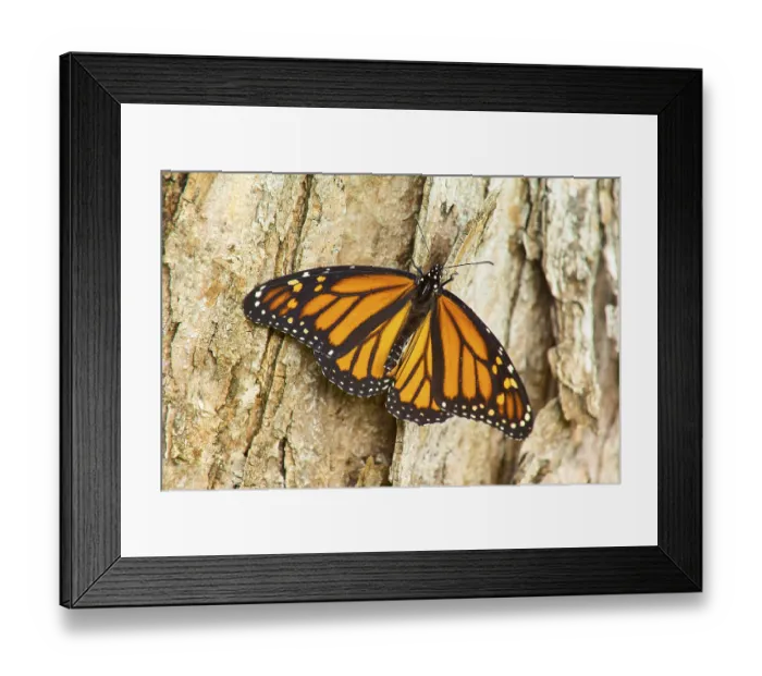 Framed Print : An orange and black monarch butterfly (Danaus plexippus) Framed Print : An orange and black monarch butterfly (Danaus plexippus)