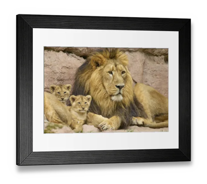 Framed Print : Lion with cubs resting on rocks in their natural environment