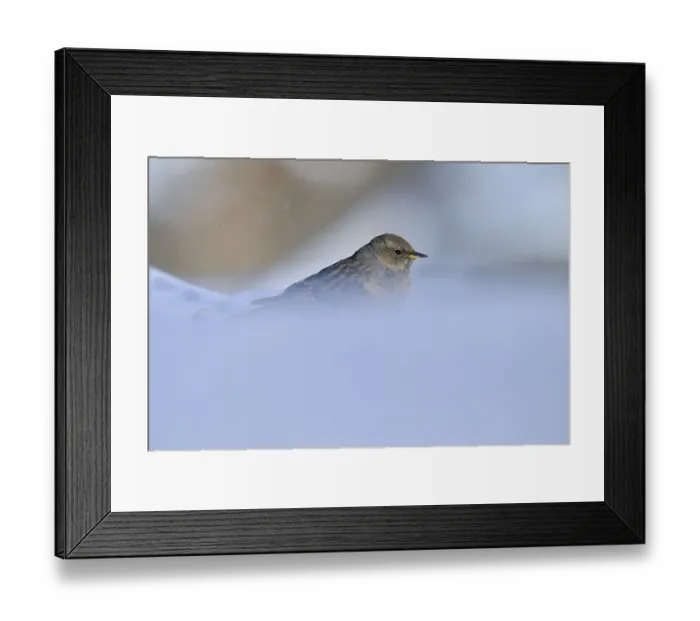 Framed Print : Alpine accentor (Prunella collaris)