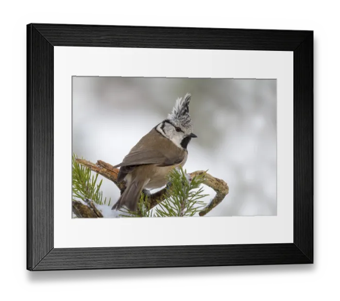 Framed Print : Crested tit (Parus cristatus) sits on a branch in Pine (Pinus) Framed Print : Crested tit (Parus cristatus) sits on a branch in Pine (Pinus)