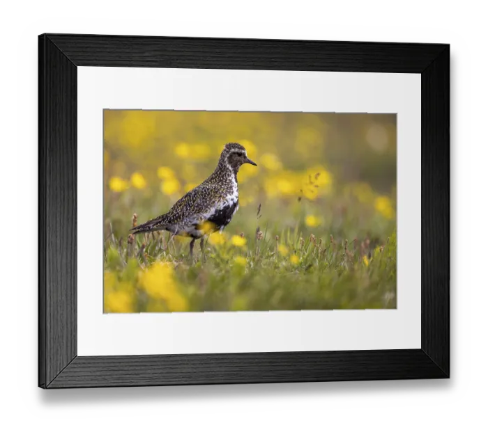 Framed Print : European golden plover (Pluvialis apricaria) surrounded by dandelions