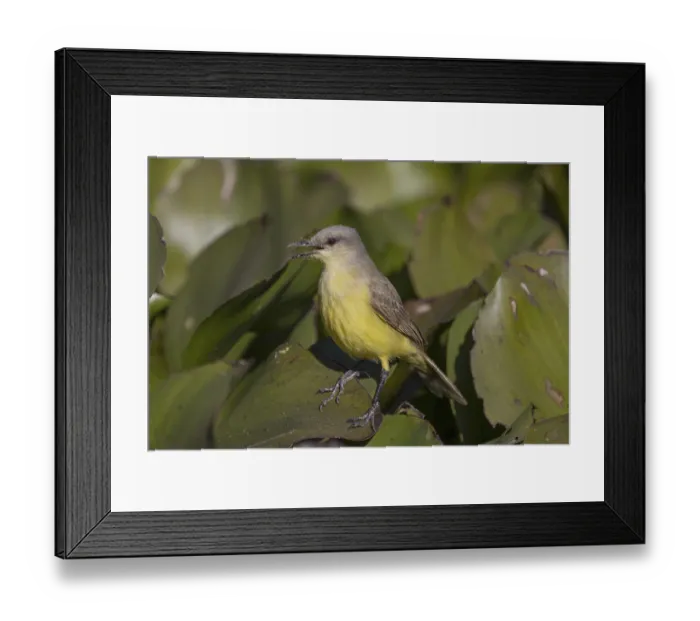 Framed Print : Grassland tyrant (Machetornis rixosa) Framed Print : Grassland tyrant (Machetornis rixosa)