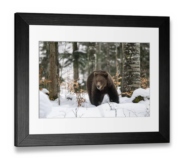 Framed Print : European brown bear (Ursus arctos arctos) in the forest