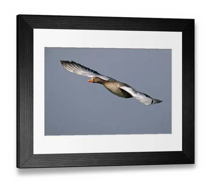 Framed Print : Greylag goose (Anser anser) flying