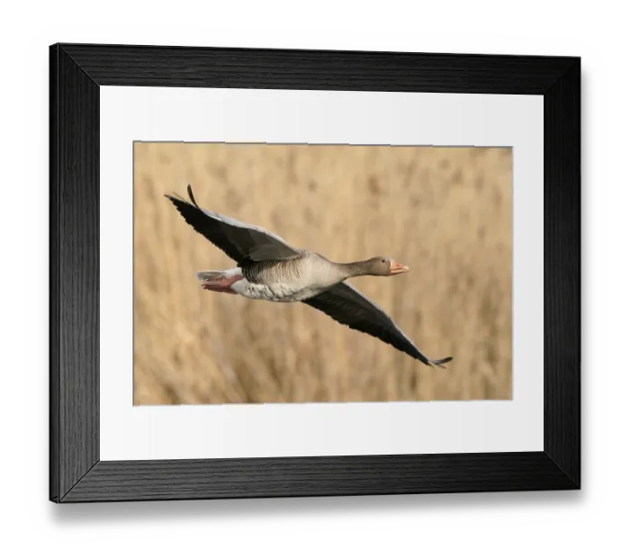 Framed Print : Greylag goose (Anser anser) flying