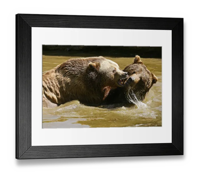 Framed Print : Two brown bears (Ursus arctos) bathing in a pond Framed Print : Two brown bears (Ursus arctos) bathing in a pond