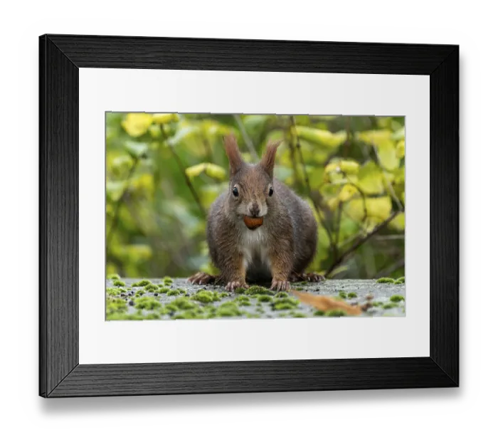 Framed Print : Eurasian red squirrel (Sciurus vulgaris) on a stone