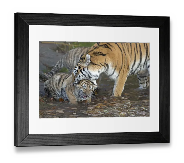 Framed Print : A tiger cleaning a young tiger in a natural scene
