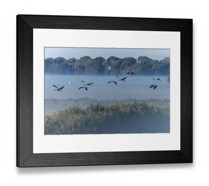 Framed Print : Group of cranes flying in the fog over a field landscape