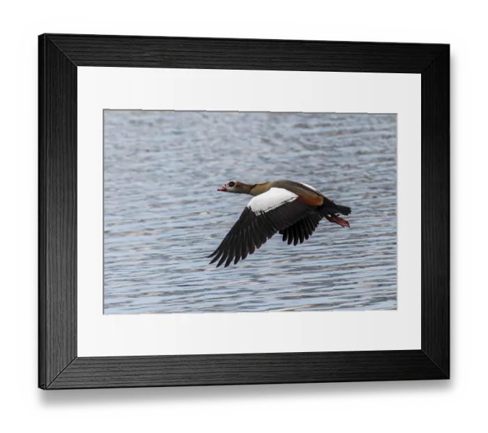 Framed Print : Elegant Nile Goose in flight over the water surface