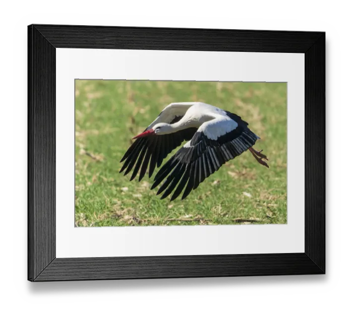 Framed Print : A stork flies at low altitude with its wings spread wide over grass Framed Print : A stork flies at low altitude with its wings spread wide over grass