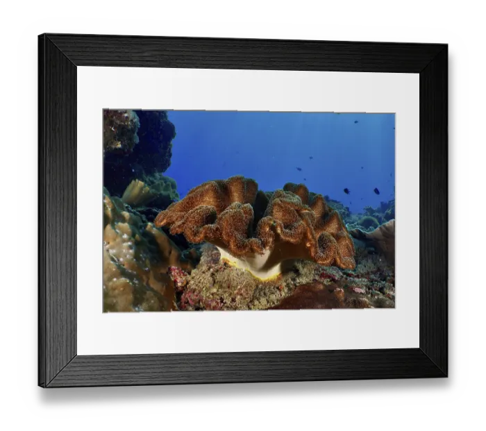 Framed Print : Dark brown mushroom leather coral (Sarcophyton glaucum) with roundish shape in a blue underwater environment