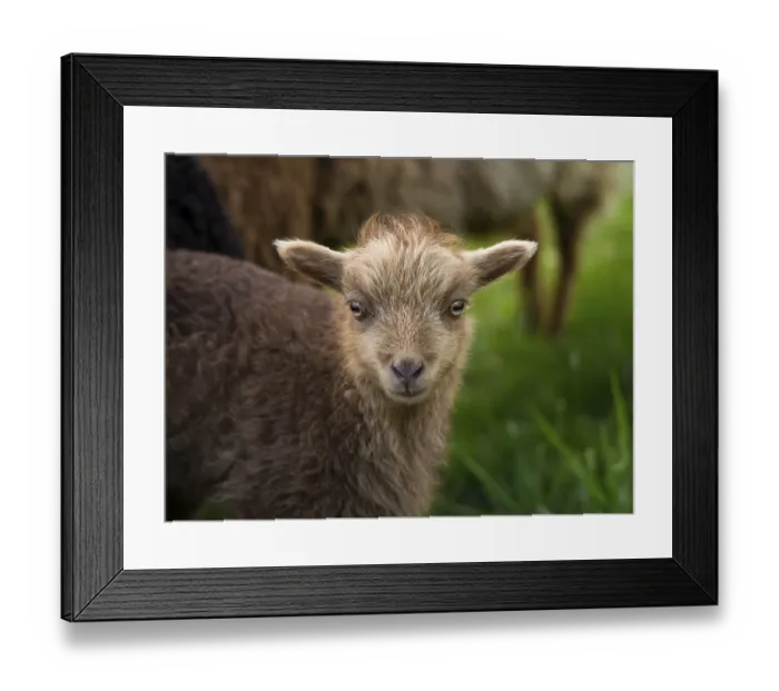 Framed Print : Brown lamb, portrait, Ouessant sheep (Breton dwarf sheep)