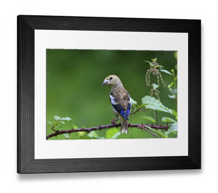 Framed Print : Hawfinch (Coccothraustes coccothraustes) Framed Print : Hawfinch (Coccothraustes coccothraustes)
