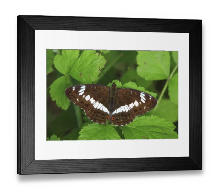 Framed Print : White Admiral (Limenitis camilla), butterfly Framed Print : White Admiral (Limenitis camilla), butterfly